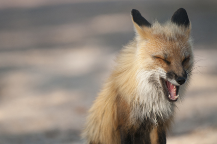 Fox