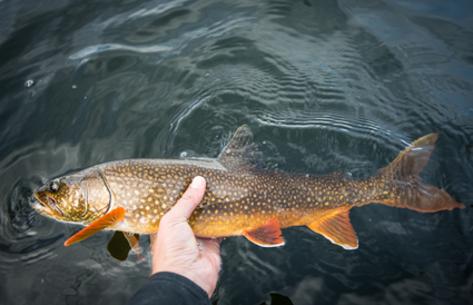Fish