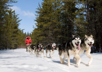 dog sled winter
