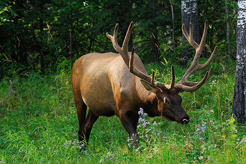 Prince Albert National Park 