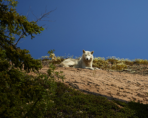 white wolf