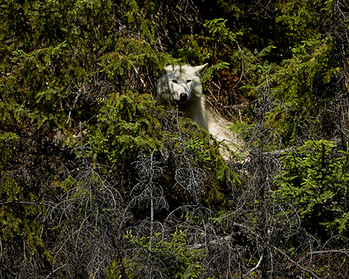 white wolf