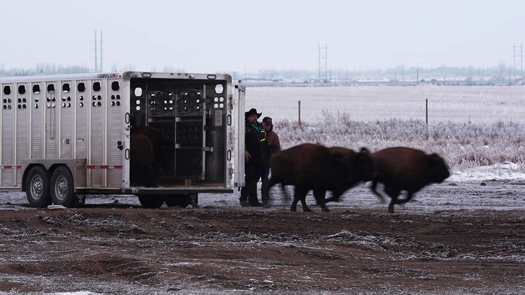 Wanuskewin Bison