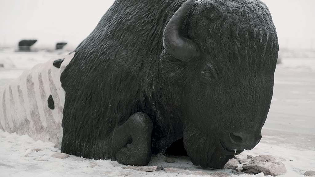 Wanuskewin Bison
