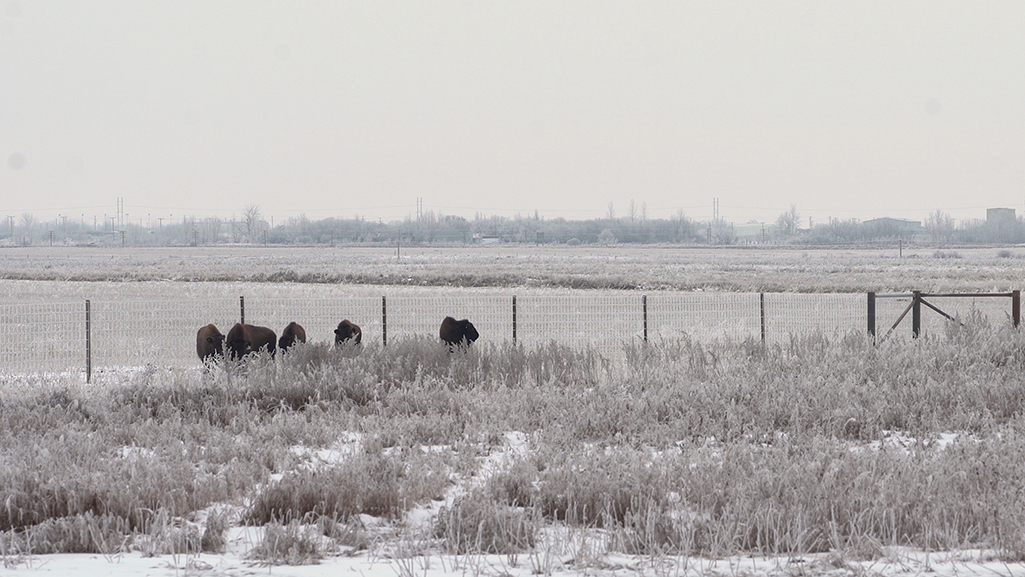 Wanuskewin Bison