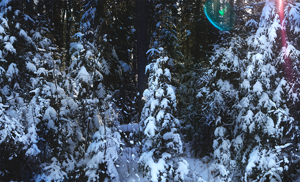 snowy trees