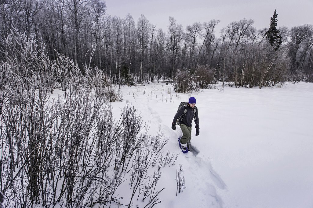 Person snowshowing with forest surrounding