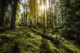 Prince Albert National Park Hiking Forest Experience Saskatchewan