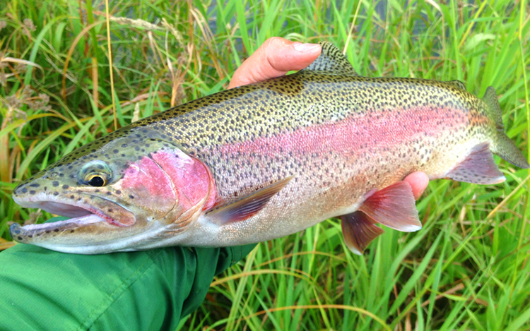 rainbow trout