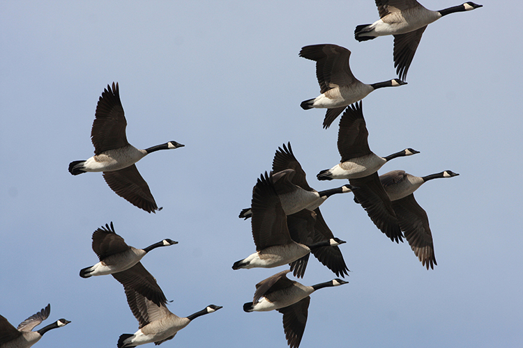 Bird Hunting Canada Geese Saskatchewan Canada