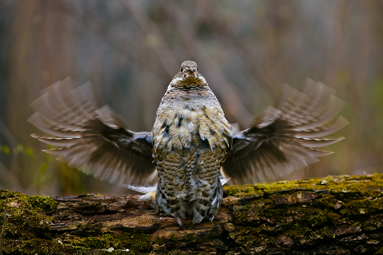 Bird Hunting Ruffled Grouse Saskatchewan Canada