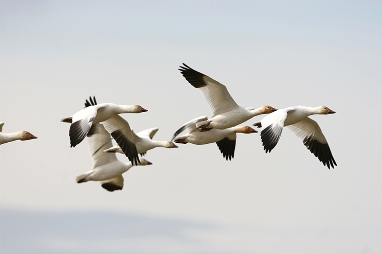 Bird Hunting Snow Gees Saskatchewan Canada