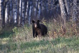 Black Bear Big Game Hunting