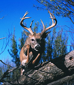 White tail deer Saskatchewan, Canada