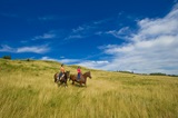 Cypress Hills Horses Horseback Horse Experiences
