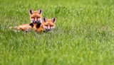 Fox Wildlife Viewing